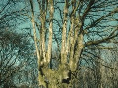 Chronique : Brais Ninguén & Couto 90 – Roots and Shadows : quand le roots reggae sort de sa zone de confort